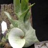 Platycerium Wandae High Finger (Ppore)