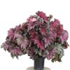 Begonia rex