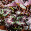 Begonia rex