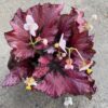 Begonia rex