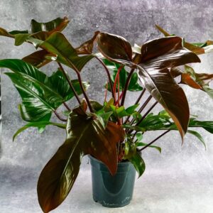 Philodendron Bronze