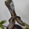Philodendron Bronze