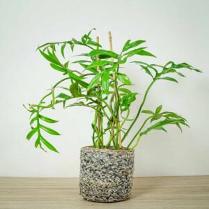 Philodendron Distantilobum