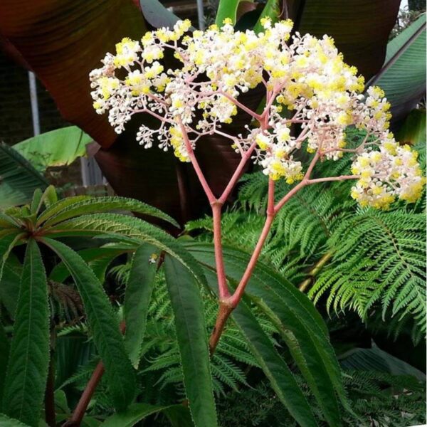 Begonia luxurians