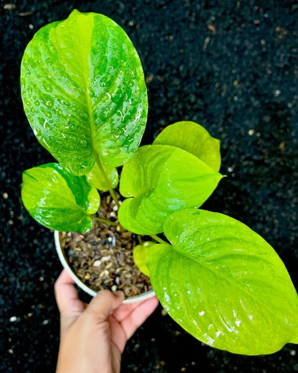 โฮมาโลมีน่า เพนดูลา ลายด่าง