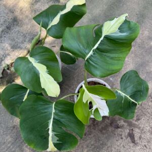 龟背竹‘白色熔岩’