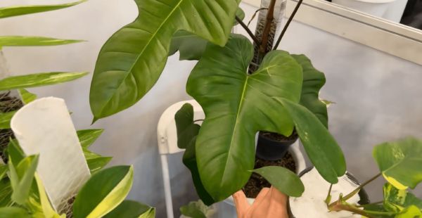 喜林芋佛罗里达美人 X 羽扇豆