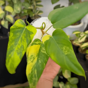 喜林芋佛罗里达美人 X 羽扇豆