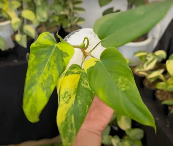 喜林芋佛罗里达美人 X 羽扇豆
