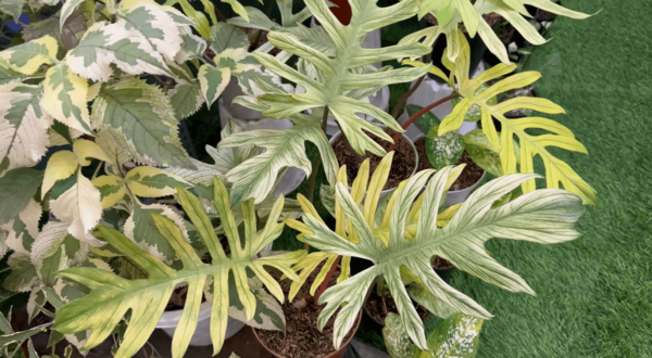 喜林芋 x Squamiferum Variegata