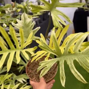 喜林芋 x Squamiferum Variegata