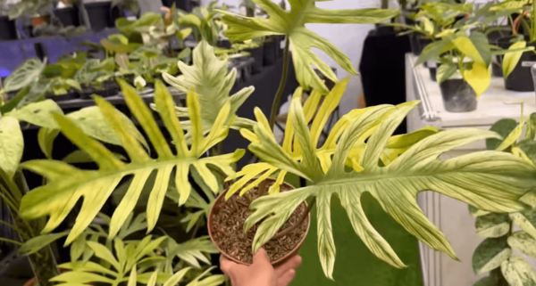 喜林芋 x Squamiferum Variegata