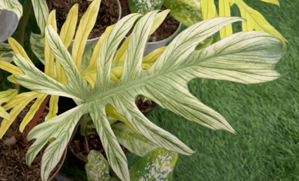 喜林芋 x Squamiferum Variegata