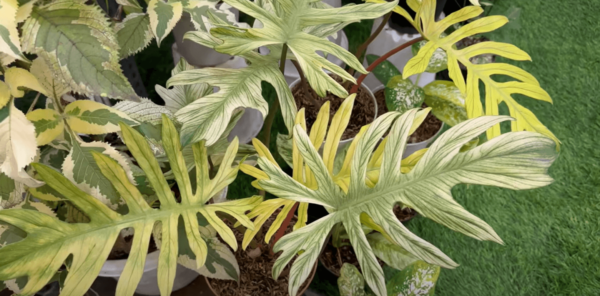 喜林芋 x Squamiferum Variegata