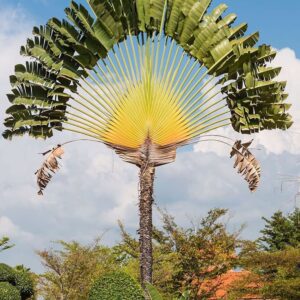 Ravenala Madagascariensis (árbol del viajero)