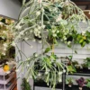 Rhipsalis Pilocarpa