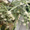 Rhipsalis Pilocarpa