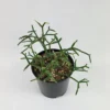 Rhipsalis Pilocarpa