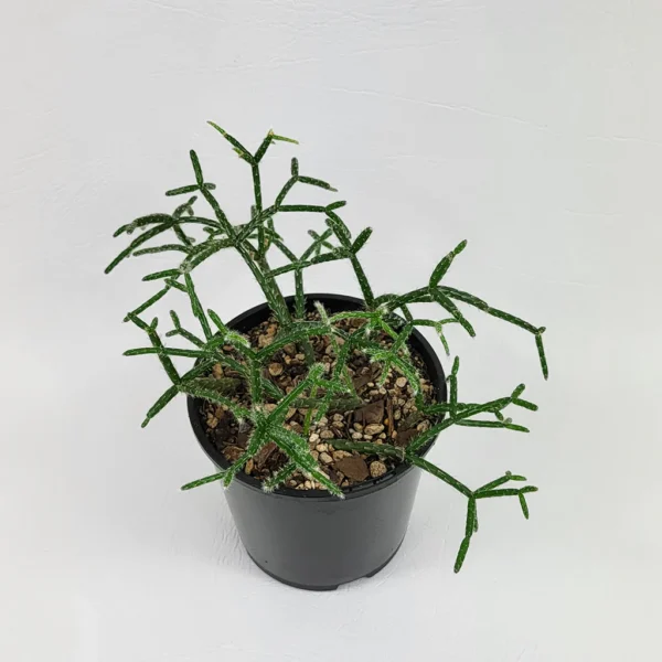 仙人掌