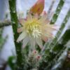 Rhipsalis Pilocarpa