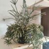 Rhipsalis Pilocarpa