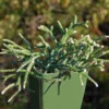 Rhipsalis Pilocarpa
