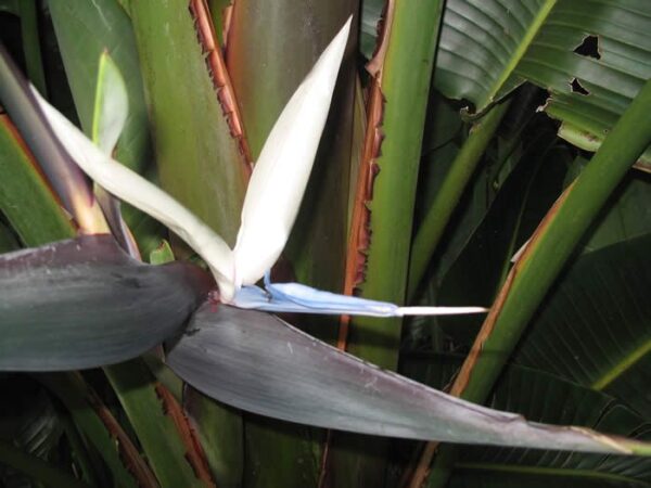 Strelitzia Caudata (Thiên Điểu Núi)