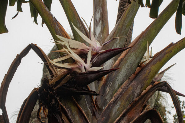 Strelitzia Caudata (Thiên Điểu Núi)