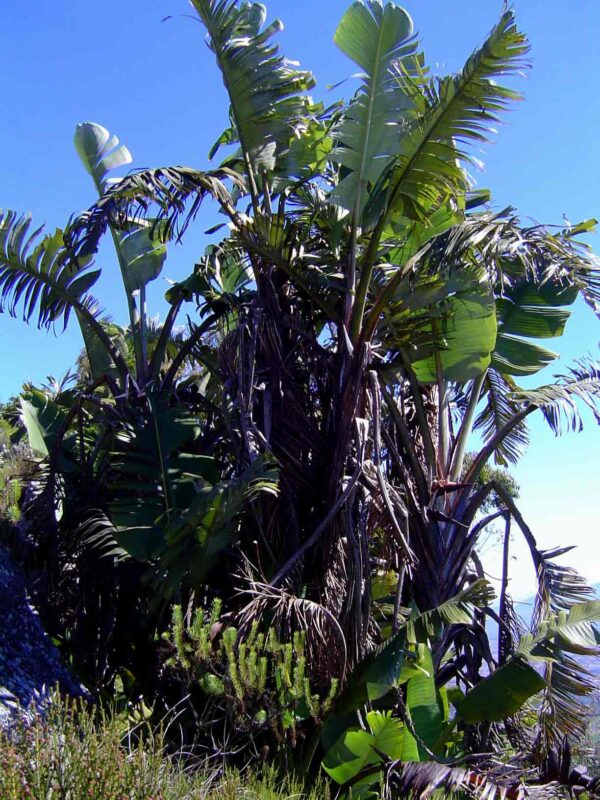 Strelitzia Caudata (Thiên Điểu Núi)