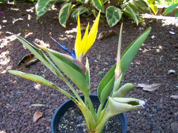 Strelitzia Reginae 'Mandela’s Gold' (Thiên Điểu Vàng)