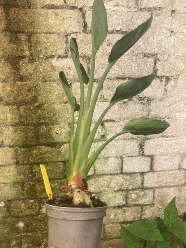 Strelitzia Reginae 'Mandela’s Gold' (Thiên Điểu Vàng)