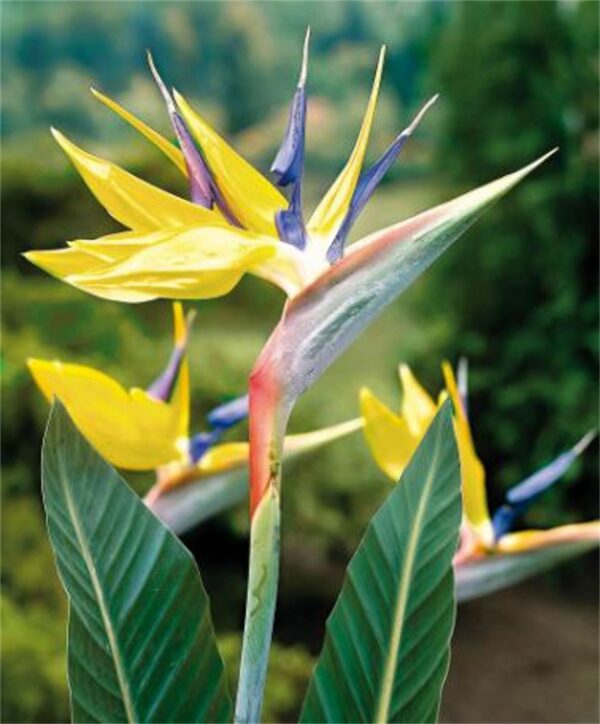 Strelitzia Reginae 'Mandela’s Gold' (Thiên Điểu Vàng)