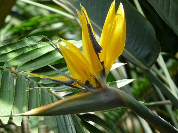 Strelitzia Reginae 'Mandela’s Gold' (Thiên Điểu Vàng)