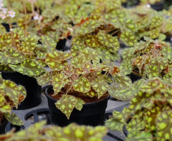 Tiger Paws Begonia
