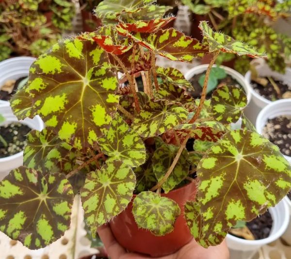 Begonia Tiger Paws