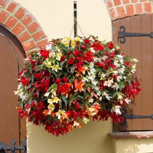 Begonia Boliviensis