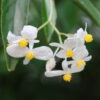 Thu Hải Đường Echinosepala (Begonia Echinosepala)