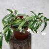 Thu Hải Đường Echinosepala (Begonia Echinosepala)