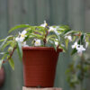 Thu Hải Đường Echinosepala (Begonia Echinosepala)