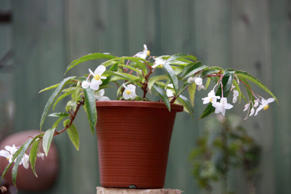 Echinosepala Begonia (Begonia Echinosepala)
