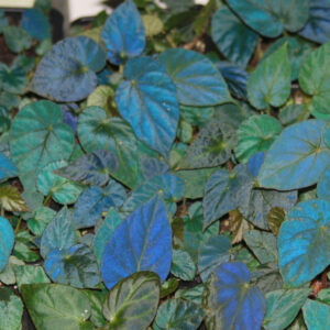 Begonia Pavonina