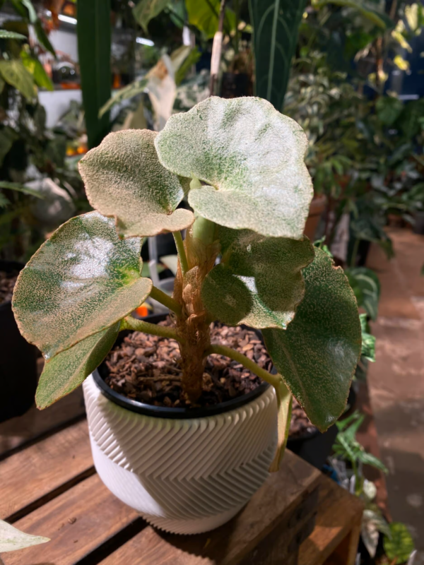 Begonia Venosa
