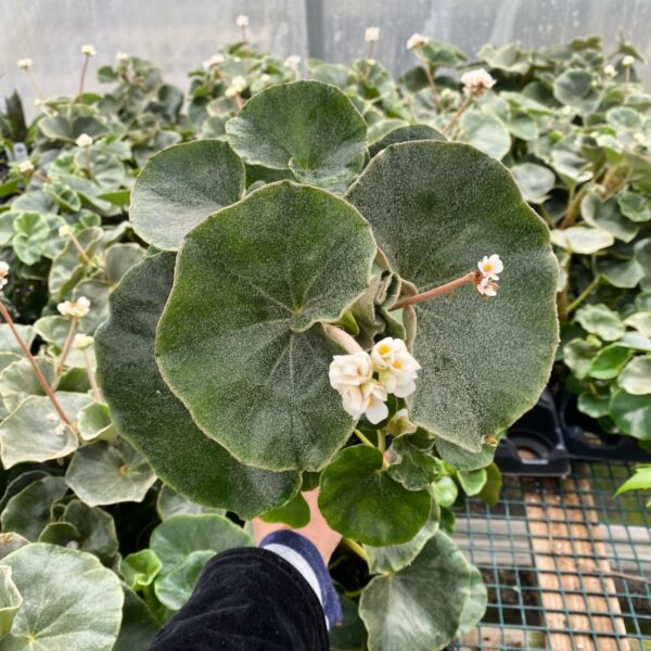 Begonia Venosa
