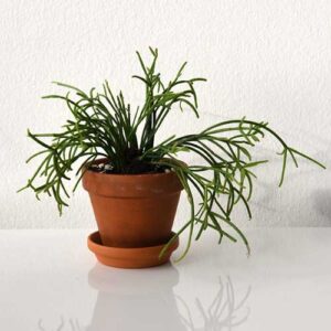 槲寄生仙人掌 - Rhipsalis Baccifera