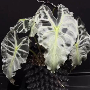 Alocasia 'Veneno'