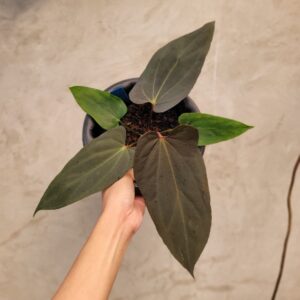 Anthurium 'Sangre de Azul'