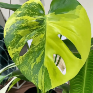 龟背竹绒球