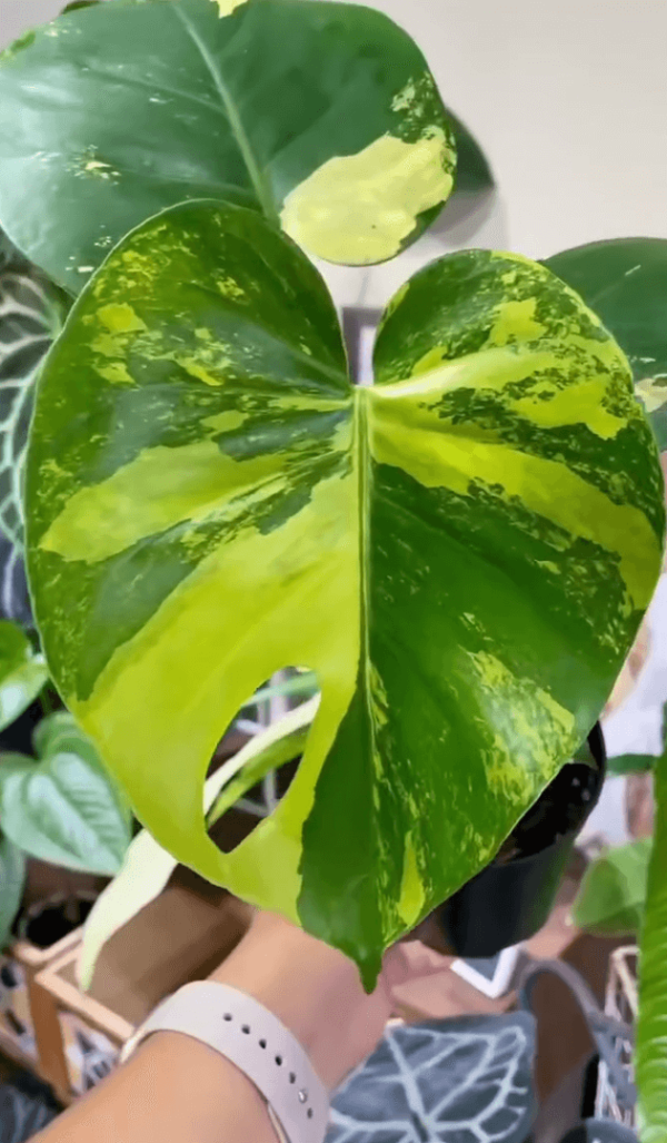 Monstera Pom Pom