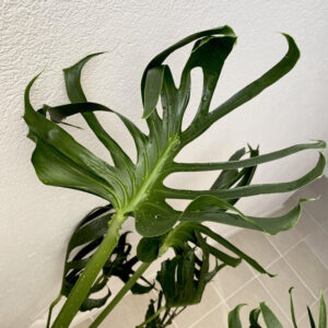 龟背竹