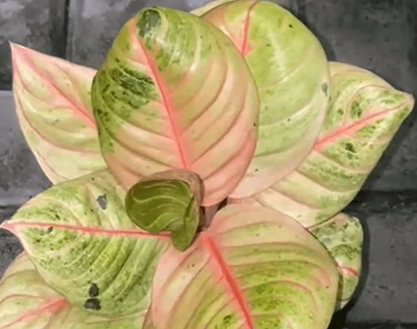 粗肋草‘帕索帕蒂’